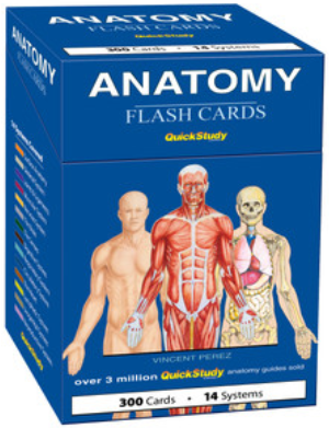Anatomy Flashcards
