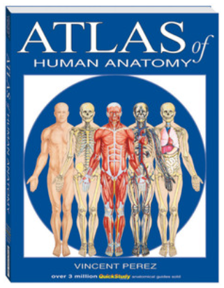 Atlas Of Human Anatomy