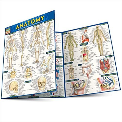 Anatomy